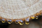 史前假货，树脂裹着石头冒充琥珀，考古学家发现5000年前的假珠宝