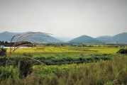 探索松景，自然之美与文化之韵