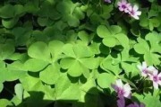 农村常见的夏枯草功效有哪些？有哪些注意事项？建议收藏