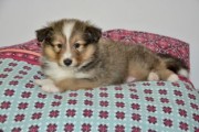 哈士奇幼犬的奇妙世界，从懵懂小家伙到家庭伙伴