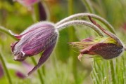 探索桂林莱茵生物，从植物提取到全球健康产业的领导者