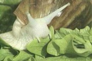 黑水虻养殖技术要点