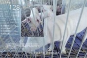 生猪养殖行业发展现状