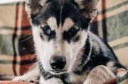 哈士奇幼犬，了解、关爱与成长的全攻略