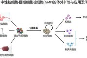 干细胞质量的三大关键指标：细胞来源细胞活性细胞存活率！
