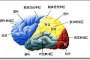 神经系统理解：人工智能与自然大脑交集之处