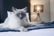 奇迹还是挑战？南非诞生双脸小猫引发全球关注