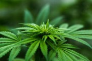 溢多利，揭秘中国生物酶制剂行业的领军者