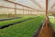 科技蔬菜大棚基地