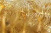 海洋生物产业有哪些