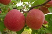 苹果图片转换pdf文件