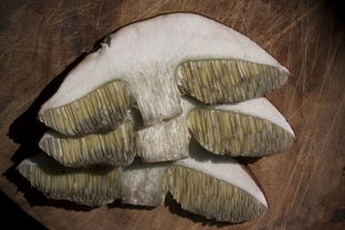 科技视角下的健康革命，灵芝提取物的奥秘