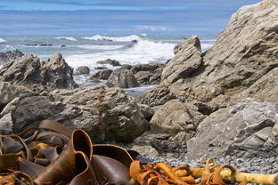 海藻酸钠,从海洋到生活的多功能奇迹 海藻酸钠,从海洋到生活的多功能奇迹