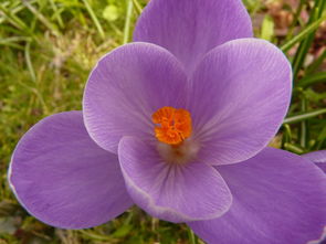 番红花红 t,探索未来科技的神秘色彩 番红花红 t,探索未来科技的神秘色彩