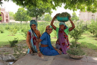 印度神油,传统草药与现代市场的奇妙碰撞 印度神油,传统草药与现代市场的奇妙碰撞