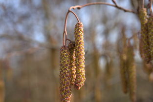 专家眼中的绿色宝藏,榛树使用效果堪比战略武器 专家眼中的绿色宝藏,榛树使用效果堪比战略武器