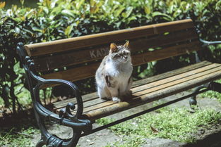 猫与科技的奇妙融合，探索计算机辅助技术在宠物护理中的应用