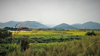 探索松景，自然之美与文化之韵
