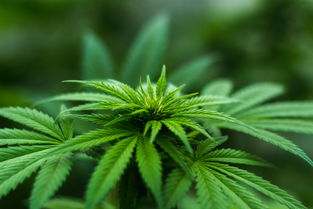 溢多利，揭秘中国生物酶制剂行业的领军者