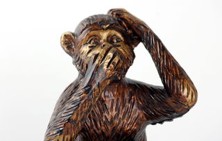 如何教八哥说话？全面指南助你成为鸟类语言大师