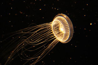 揭秘死人头蟑螂，一种奇特生物的生存之道与我们的应对策略