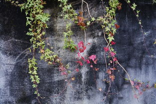 探索真实生殖器的奥秘—自然之美与生命之源