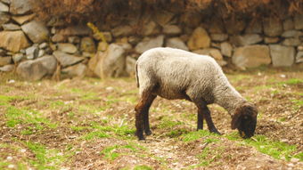 骑在羊背上的国家，探索澳大利亚的羊毛传奇