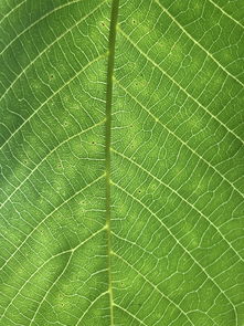 羟基喜树碱,抗癌药物中的隐形英雄 羟基喜树碱,抗癌药物中的隐形英雄