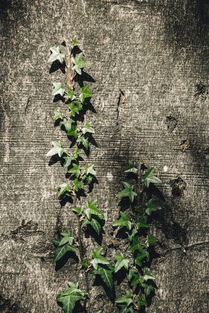 轻烧白云石，隐藏在工业与生活中的白色宝藏