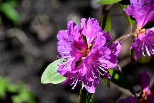 探索番红花红T,一种多功能染料的广泛应用与前景 探索番红花红T,一种多功能染料的广泛应用与前景