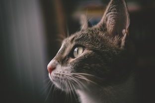 揭秘猫脸老太太现象，从图片到背后的文化与心理探讨
